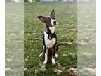 Border Collie Mix DOG FOR ADOPTION RGADN-1374738 - Katie - Border Collie / Mixed