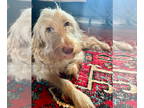 Goldendoodle DOG FOR ADOPTION RGADN-1374769 - Sandy (Benefactor Dog) - Golden