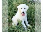 Great Pyrenees DOG FOR ADOPTION RGADN-1374794 - Dugie - Great Pyrenees (medium