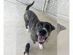 Boxer-Mastiff Mix DOG FOR ADOPTION RGADN-1374823 - Deano - Boxer / Mastiff /