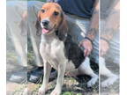 Beagle DOG FOR ADOPTION RGADN-1374825 - Lisa Simpson - Beagle Dog For Adoption