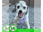 Shih-Poo DOG FOR ADOPTION RGADN-1374847 - Fendi - Poodle (Miniature) / Shih Tzu