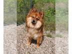 Pomeranian DOG FOR ADOPTION RGADN-1374892 - Simon (6410) - Pomeranian (long