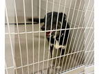 German Shepherd Dog Mix DOG FOR ADOPTION RGADN-1374904 - 2409-0751 Sherlock -