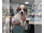 Beagle-Papillon Mix DOG FOR ADOPTION RGADN-1374972 - TAMPA - Beagle / Papillon /