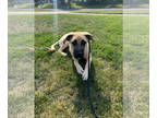 Mastiff Mix DOG FOR ADOPTION RGADN-1375023 - Atlas - Mastiff / Mixed Dog For