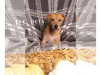 Dachshund Mix DOG FOR ADOPTION RGADN-1375034 - PH Wheat Nuts - Dachshund / Mixed