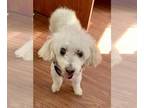 Poodle (Miniature) Mix DOG FOR ADOPTION RGADN-1375066 - Corky - Poodle