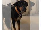 Rottweiler DOG FOR ADOPTION RGADN-1375222 - CHRIS - Rottweiler (medium coat) Dog