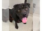 Chinese Shar-Pei Mix DOG FOR ADOPTION RGADN-1375265 - MIKE - Chinese Shar-Pei /