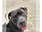 Staffordshire Bull Terrier DOG FOR ADOPTION RGADN-1375275 - PORTER -