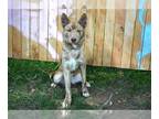 Australian Kelpie Mix DOG FOR ADOPTION RGADN-1375359 - PORSCHE - Australian