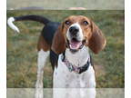 Treeing Walker Coonhound DOG FOR ADOPTION RGADN-1375403 - Liberty - Treeing