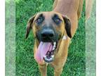 Rhodesian Ridgeback Mix DOG FOR ADOPTION RGADN-1375421 - Dog - Rhodesian