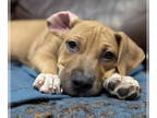 Black Mouth Cur-Catahoula Leopard Dog Mix DOG FOR ADOPTION RGADN-1375454 - Atlas