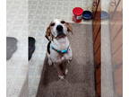 Coonhound DOG FOR ADOPTION RGADN-1375536 - Charlene - Coonhound Dog For Adoption