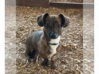 Dachshund Mix DOG FOR ADOPTION RGADN-1375667 - Link - Dachshund / Yorkshire