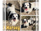 Pomeranian Mix DOG FOR ADOPTION RGADN-1375699 - Harvey - Pomeranian / Mixed Dog