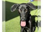 Greyhound-Labrador Retriever Mix DOG FOR ADOPTION RGADN-1375768 - Abigail -