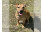 Black Mouth Cur DOG FOR ADOPTION RGADN-1375773 - Sheila - Black Mouth Cur (short