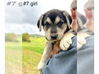 German Shepherd Dog Mix DOG FOR ADOPTION RGADN-1375842 - Linda Mac (Apple pup) -