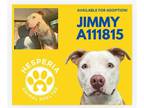 American Pit Bull Terrier Mix DOG FOR ADOPTION RGADN-1375938 - JIMMY - Pit Bull