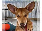 Carolina Dog Mix DOG FOR ADOPTION RGADN-1375995 - Dalila - Carolina Dog /