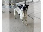 Dalmatian Mix DOG FOR ADOPTION RGADN-1376128 - *DOMINOE - Dalmatian / Mixed