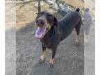 Doberman Pinscher DOG FOR ADOPTION RGADN-1376130 - *DOBIFINA - Doberman Pinscher