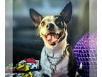 Rat Terrier DOG FOR ADOPTION RGADN-1376396 - Suzi (WA) - Rat Terrier (short