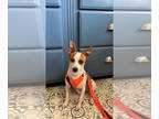 Jack Russell Terrier DOG FOR ADOPTION RGADN-1376397 - Jack - Jack Russell