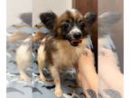 Papillon DOG FOR ADOPTION RGADN-1376661 - S'mores - Papillon (long coat) Dog For