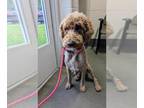 Goldendoodle DOG FOR ADOPTION RGADN-1376731 - DEOG - Golden Retriever / Poodle