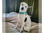 Rat Terrier DOG FOR ADOPTION RGADN-1376784 - Wilson (GA) - Rat Terrier (short