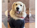 Golden Pyrenees DOG FOR ADOPTION RGADN-1376884 - Mortimer - Great Pyrenees /