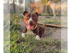 American Pit Bull Terrier Mix DOG FOR ADOPTION RGADN-1376892 - Eliza - Pit Bull