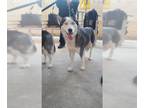 Mix DOG FOR ADOPTION RGADN-1376898 - MISTY - Husky (medium coat) Dog For