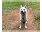 Siberian Husky DOG FOR ADOPTION RGADN-1376994 - YASCO - Siberian Husky (medium