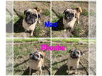 Pug DOG FOR ADOPTION RGADN-1377068 - Neo & Phoebe - Pug (medium coat) Dog For