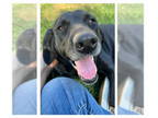 Labrador Retriever DOG FOR ADOPTION RGADN-1377131 - Holly - Labrador Retriever