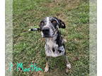 Catahoula Leopard Dog Mix DOG FOR ADOPTION RGADN-1377144 - CALI - Catahoula