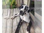 Great Dane DOG FOR ADOPTION RGADN-1377206 - Val - Great Dane Dog For Adoption