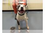 American Pit Bull Terrier DOG FOR ADOPTION RGADN-1377318 - SIR WAGGINGTON -