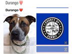 Beagle-English Coonhound Mix DOG FOR ADOPTION RGADN-1377421 - DURANGO - English