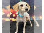 Goldendoodle (Miniature) DOG FOR ADOPTION RGADN-1377444 - Lea - Poodle