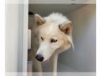 Mix DOG FOR ADOPTION RGADN-1377559 - A627363 - Husky (medium coat) Dog For