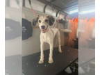 Poodle (Standard) Mix DOG FOR ADOPTION RGADN-1377704 - Brodie - Poodle