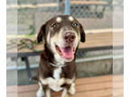 Sheprador DOG FOR ADOPTION RGADN-1377770 - Amber - Labrador Retriever /