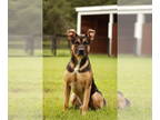 German Shepherd Dog Mix DOG FOR ADOPTION RGADN-1377845 - Mario - German Shepherd