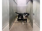 American Pit Bull Terrier Mix DOG FOR ADOPTION RGADN-1377886 - Alfred - Pit Bull